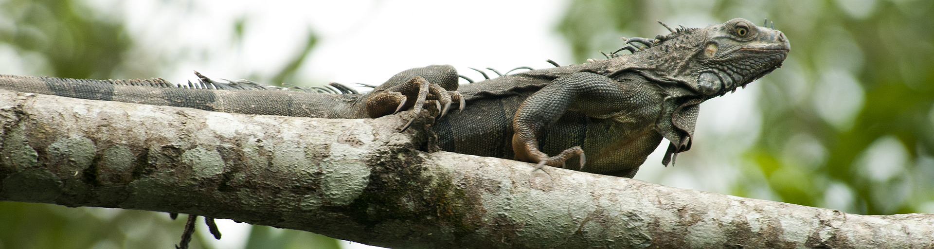 Iguana in a Tree