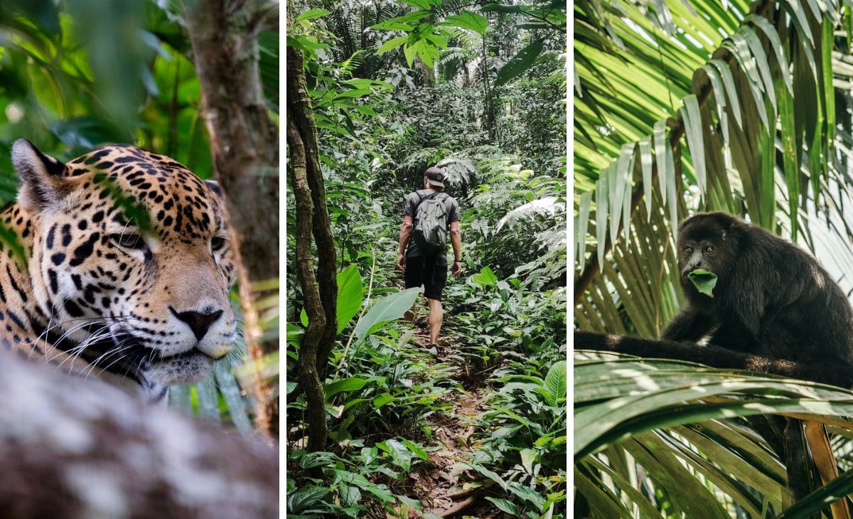 Maya Forest in Belize