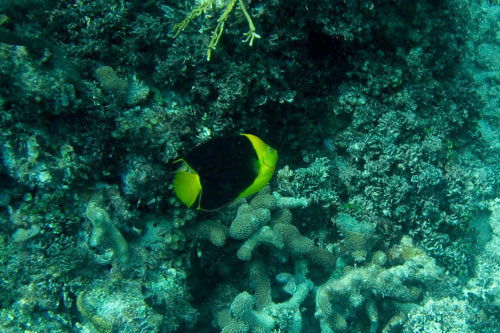 Rock Beauty, one of the four species of angelfish at the Blue Hole