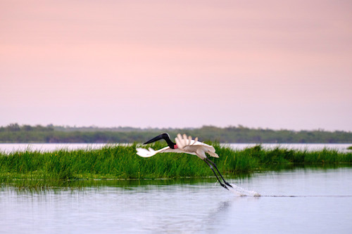 Jabiru Stork at Crooked Tree Belize