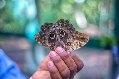 Owl Butterfly Belize