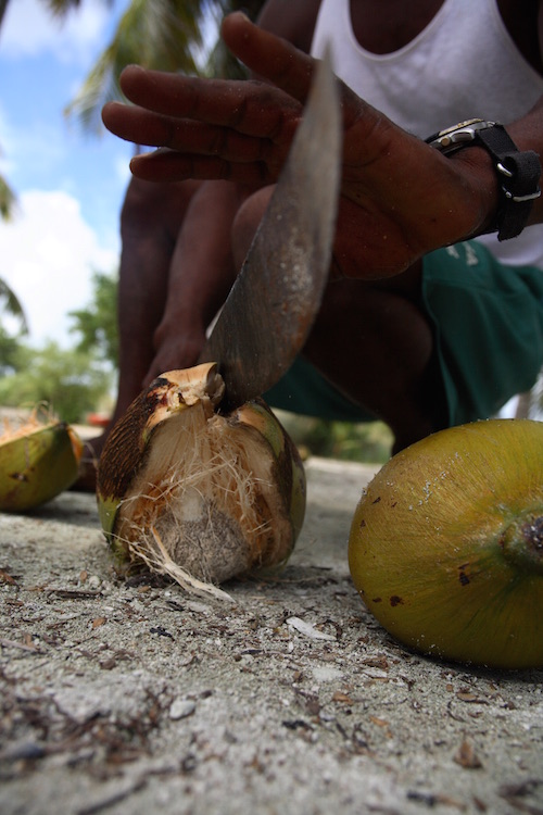Coconut Belize