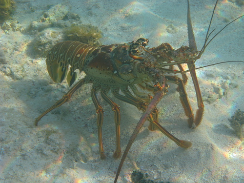 The Caribbean Spiny Lobster Belize
