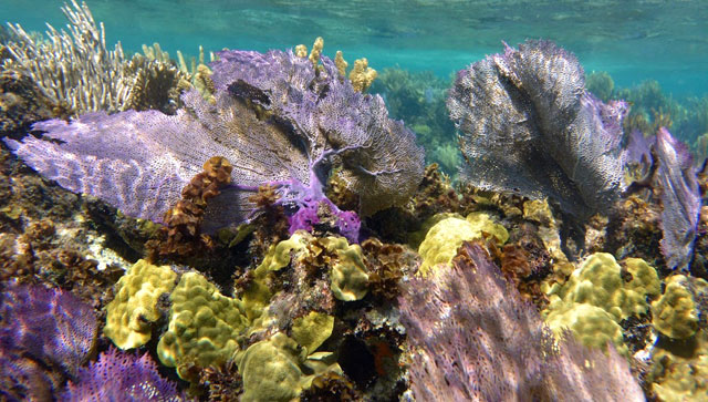 Coral Reefs Belize