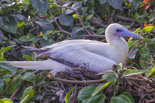 Red Footed Booby at Half Moon Caye