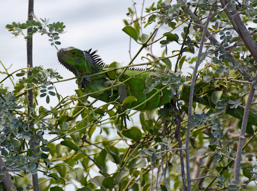 Green Iguana Conservation Project Belize