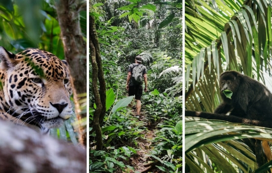 Maya Forest in Belize