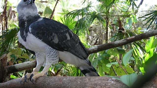 A Harpy Eagle female arriving at nest with a woolly monkey