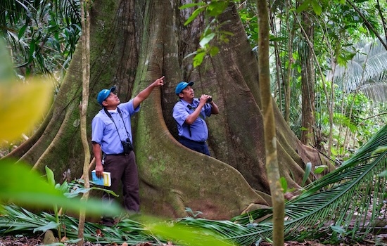 Rainforest Wildlife Extension