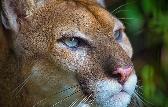 Puma of Belize