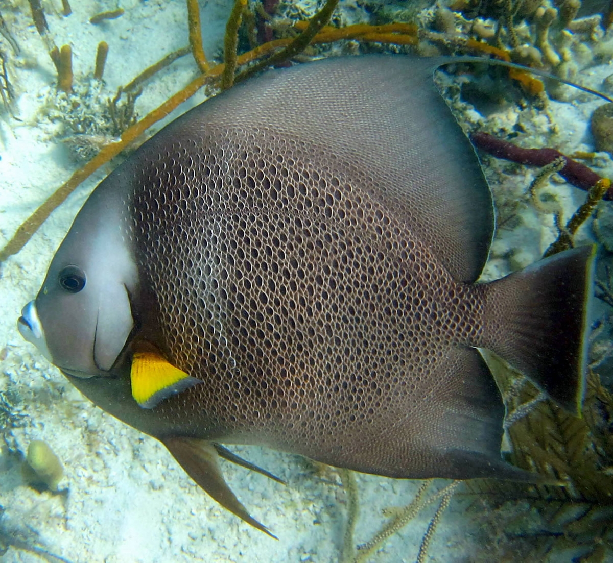 French Angelfish