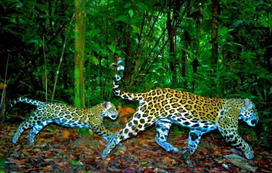 Jaguar and cub at Bocawina 