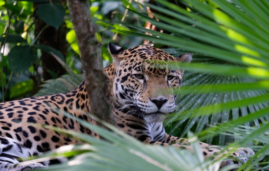 Spot a Jaguar in Belize