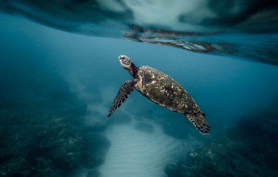 Turtle Belize