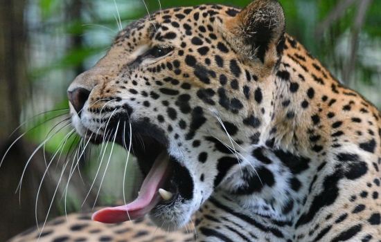 Jaguar at Belize Zoo