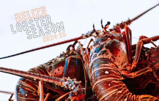 Lobster season Belize 2024 - 2025