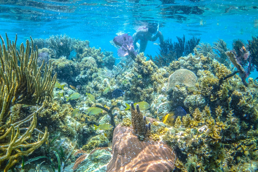 Belize Snorkeling Photo Gallery | Island Expeditions